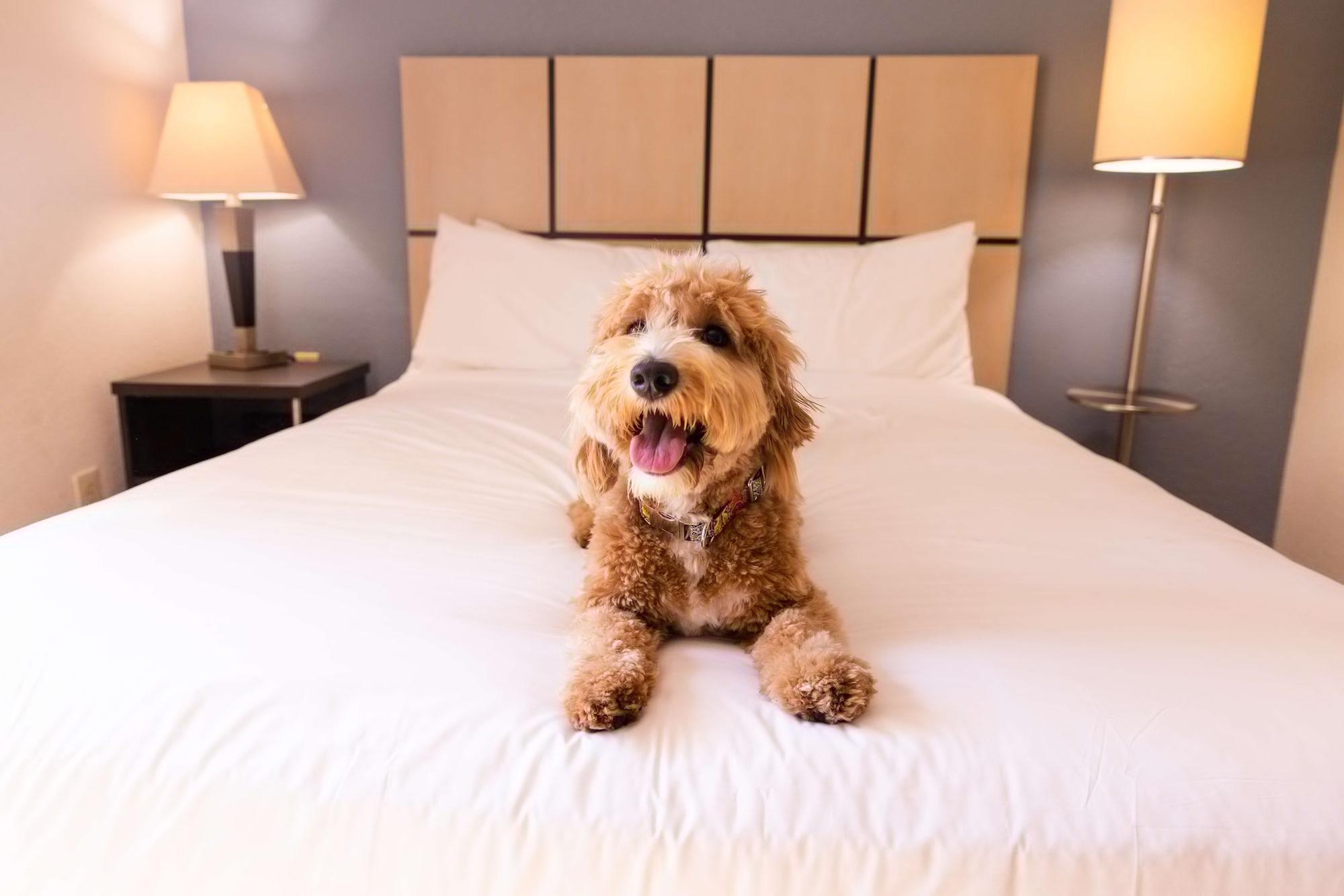 Sonesta Simply Suites Chicago Naperville Warrenville Экстерьер фото